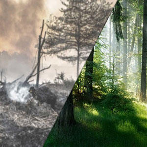 Forest Fire