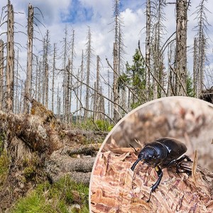 Pine Beetle